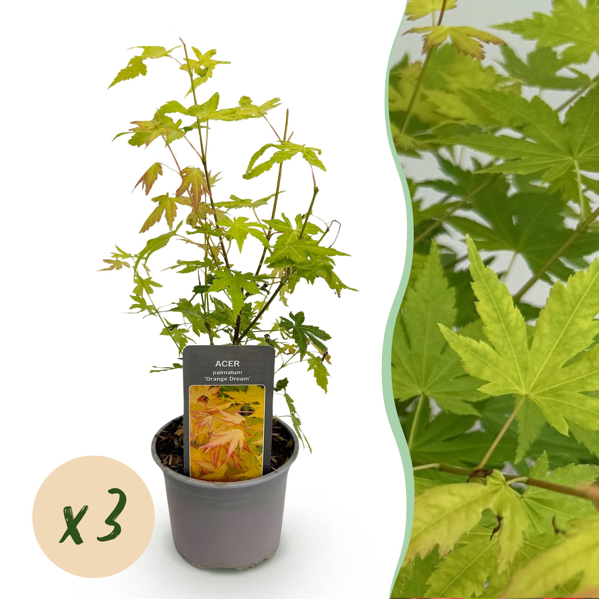 Acer palmatum Orange Dream – 3 Pflanzen – 12cm – Höhe ca. 35cm – Pflegeleicht