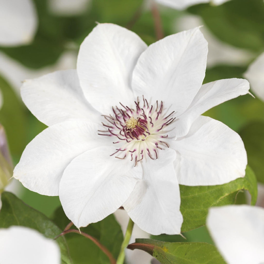 Kletterpflanze Clematis Miss Bateman – Rosa – Weiße Blüten – Wenig Pflege – 2 Pflanzen – 11cm Höhe 40cm – Für Garten, Terrasse & Pergolen – Plant