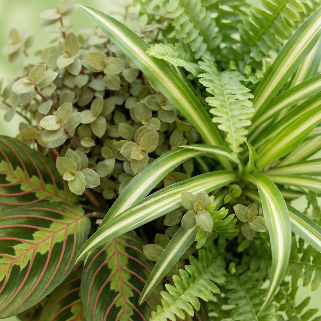 Zimmerpflanzen Mix Set im Korb – Chlorophytum Maranta Calissia Nephrolepsis – 4er Set Ø12cm Höhe25cm – Haustierfreundliche Grünpflanzen