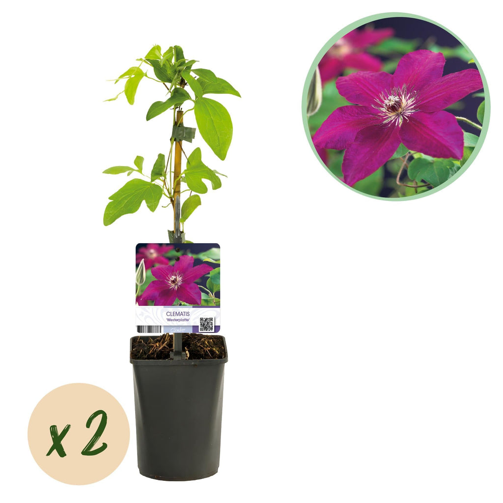 Kletterpflanze Clematis Westerplatte – Tiefviolette Blüten mit weißem Rand – 2 Pflanzen – 11cm x H40cm – pflegeleicht – Plant