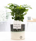 Coffea Arabica in Keramiktopf – Ø12cm ↕20cm – Edle Kaffeepflanze mit glänzendem, dunkelgrünem Laub – Tropische Zimmerpflanze im modernen Keramiktopf – Plant