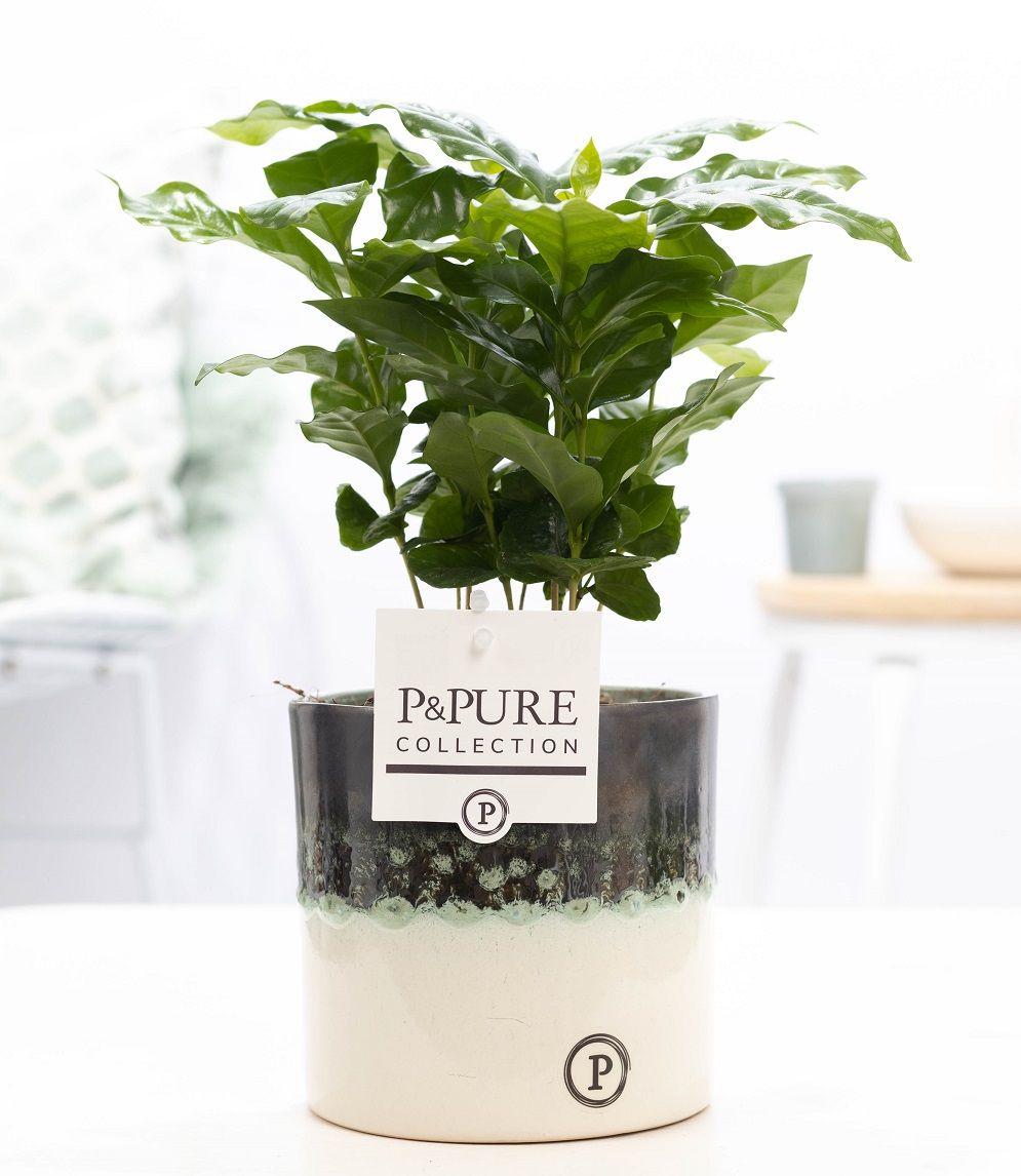 Coffea Arabica in Keramiktopf – Ø12cm ↕20cm – Edle Kaffeepflanze mit glänzendem, dunkelgrünem Laub – Tropische Zimmerpflanze im modernen Keramiktopf – Plant