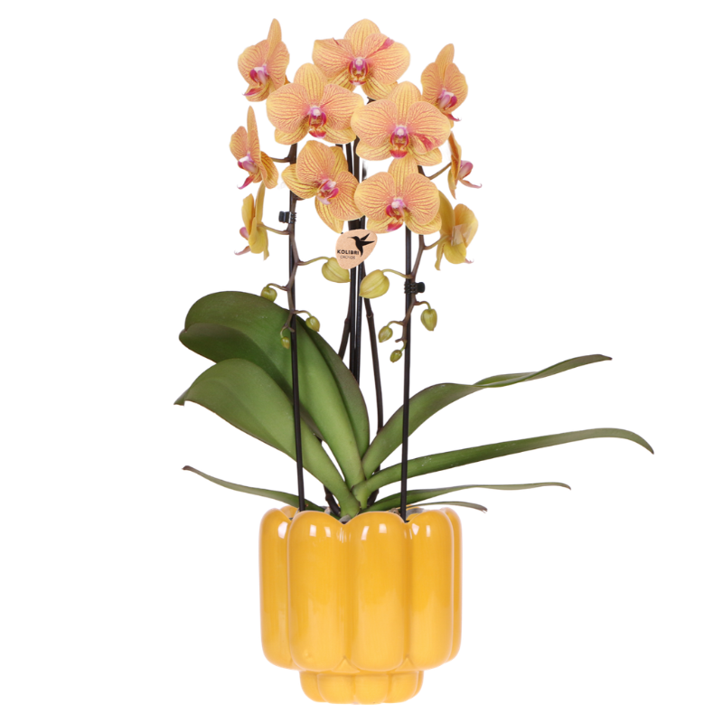 Orchidee gelb/rosa Sunny Bunny im Retro Übertopf ocker Ø12cm – blühende Zimmerpflanze frisch vom Züchter – warmer 70er – Look Ziertopf