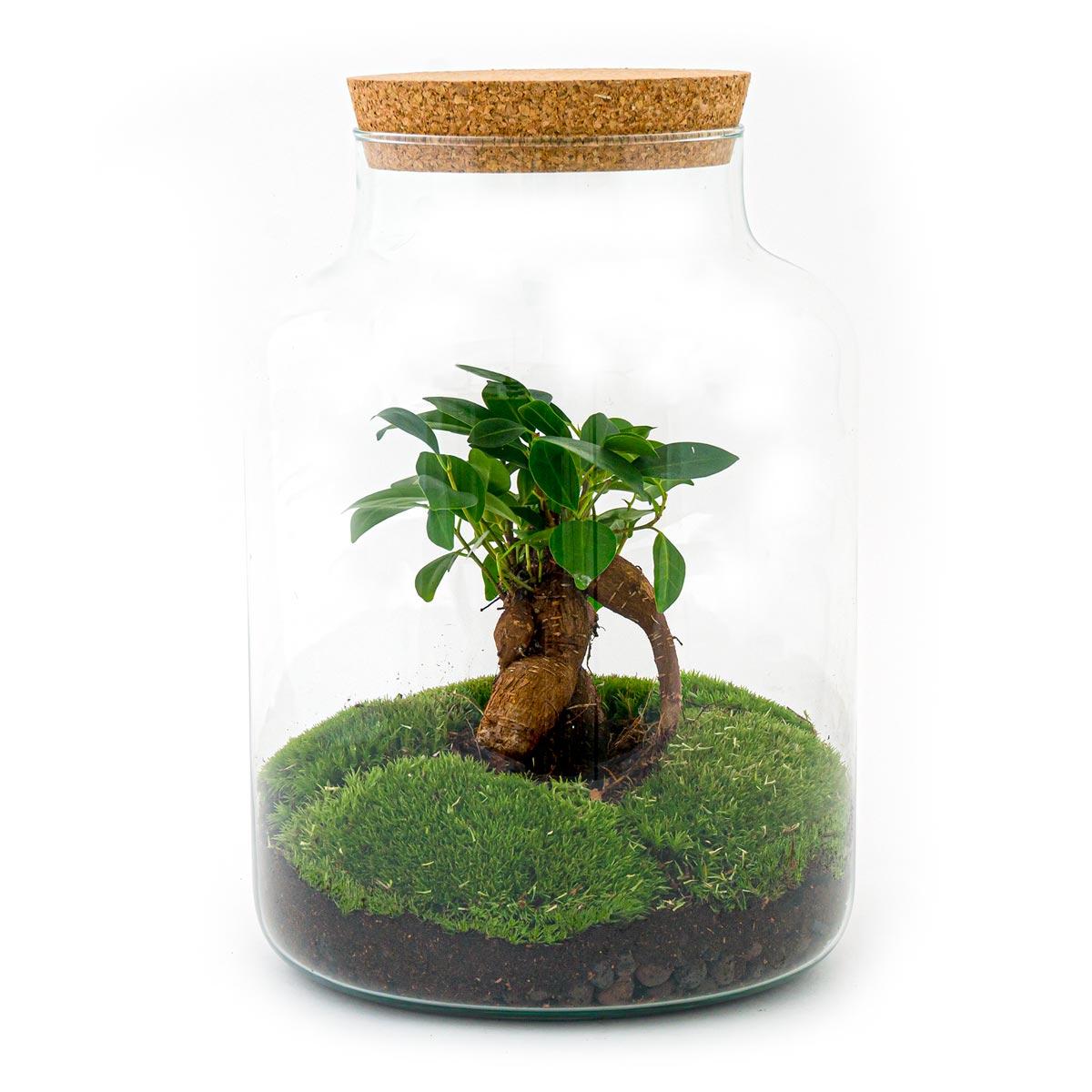 Flaschengarten DIY Bausatz Terrarium Milky Bonsai – Ø21cm – ↕30cm – Do – It – Yourself Flaschengarten Set mit Ficus Ginseng Bonsai – Plant
