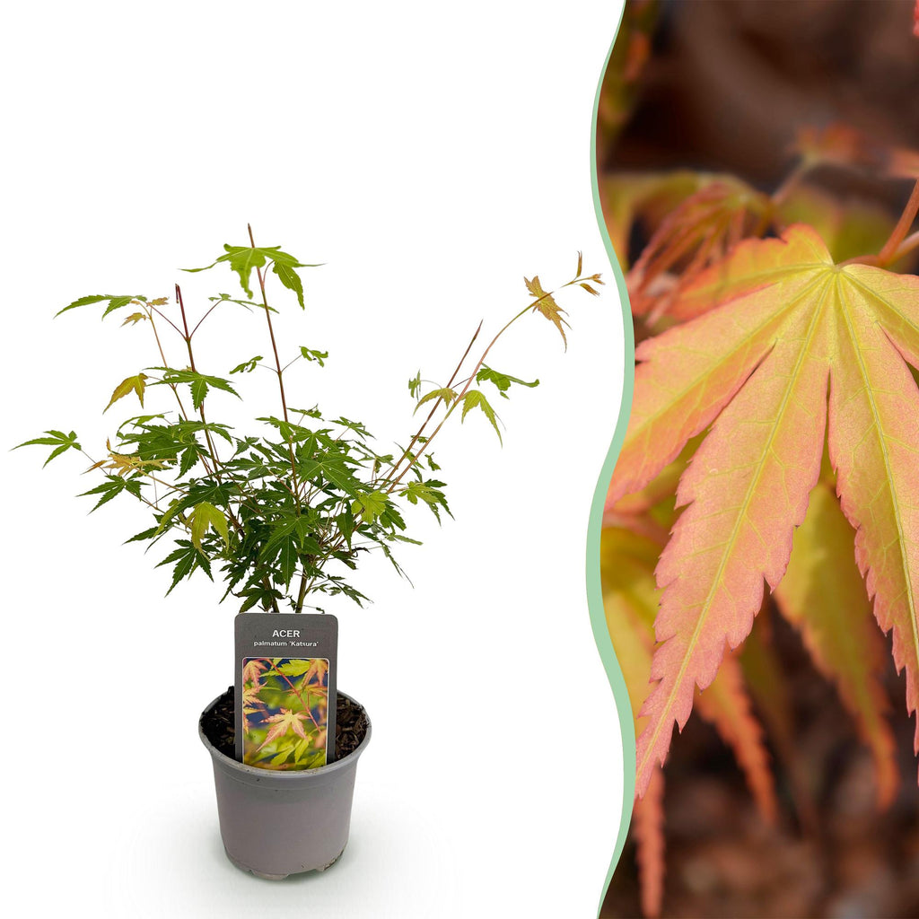 Ahorn Acer palmatum Katsura – 12cm – Höhe ca. 35cm – Frischgrüner Austrieb & goldene Herbstfärbung – Laubabwerfender pflegeleichter Zierstrauch – Plant