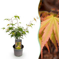 Ahorn Acer palmatum Katsura – 12cm – Höhe ca. 35cm – Frischgrüner Austrieb & goldene Herbstfärbung – Laubabwerfender pflegeleichter Zierstrauch – Plant