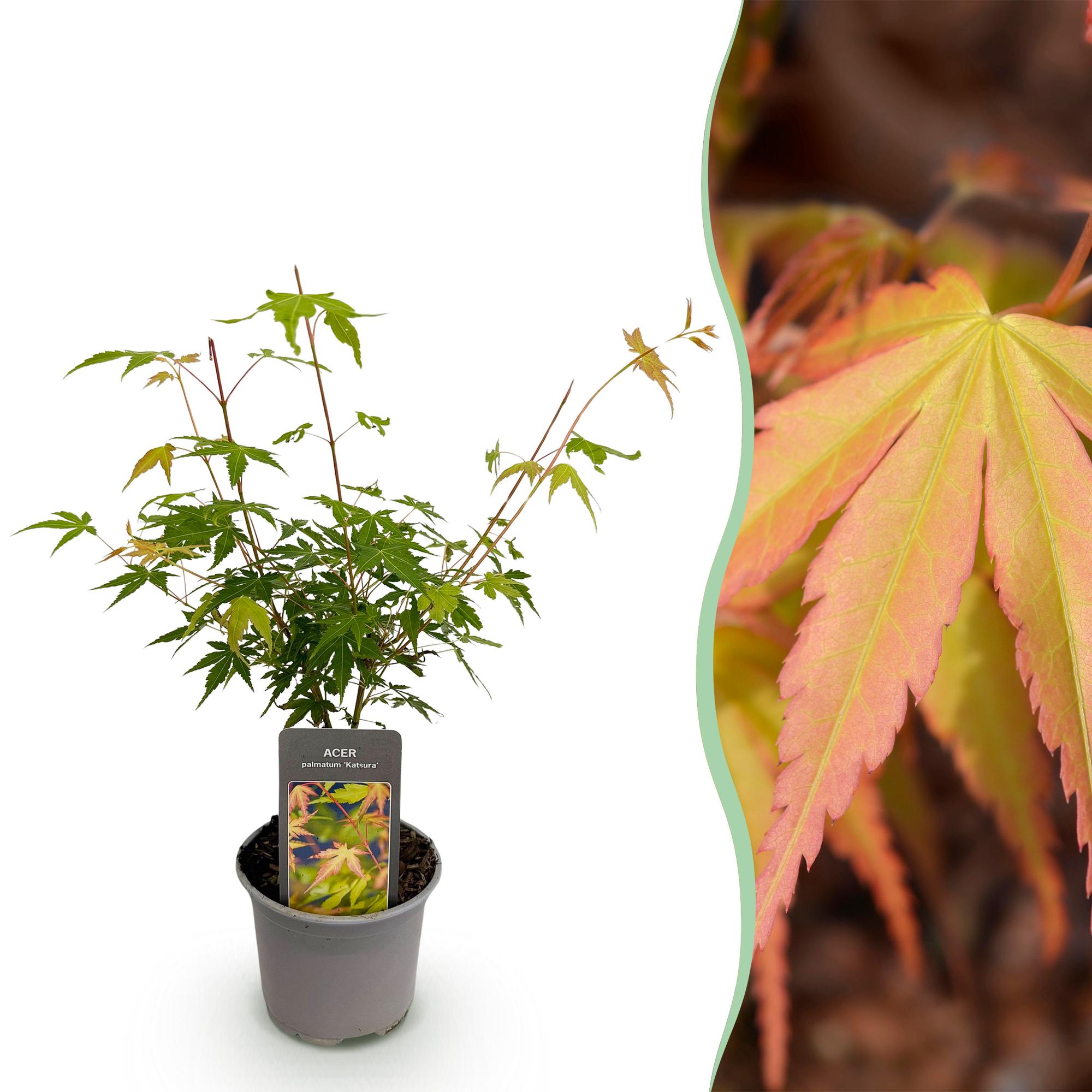 Ahorn Acer palmatum Katsura – 12cm – Höhe ca. 35cm – Frischgrüner Austrieb & goldene Herbstfärbung – Laubabwerfender pflegeleichter Zierstrauch – Plant