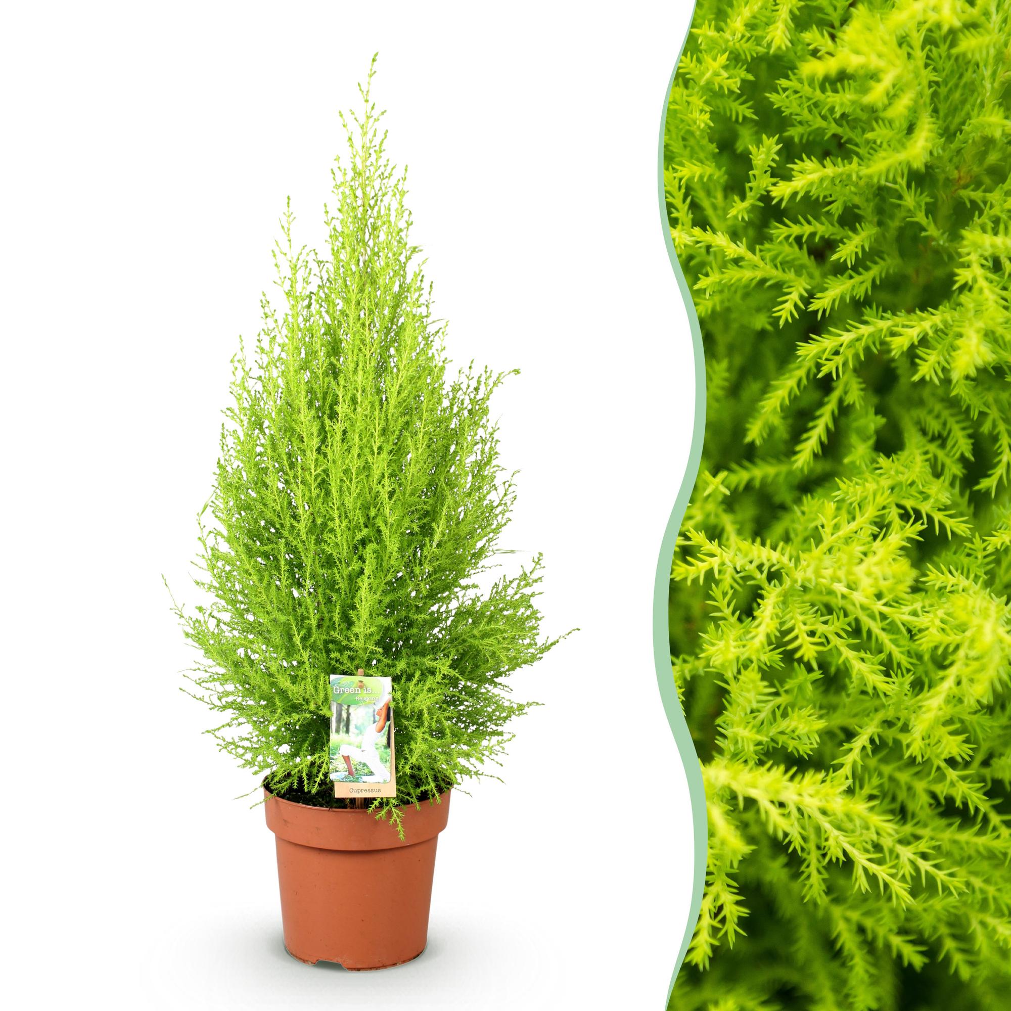 Cupressus Gold Crest Wilma – Zimmerkonifere – 21cm – Höhe 85-95cm – Pflegeleichte goldgrüne Pflanze für Wohnzimmer, Büro und moderne Interieurs – Plant