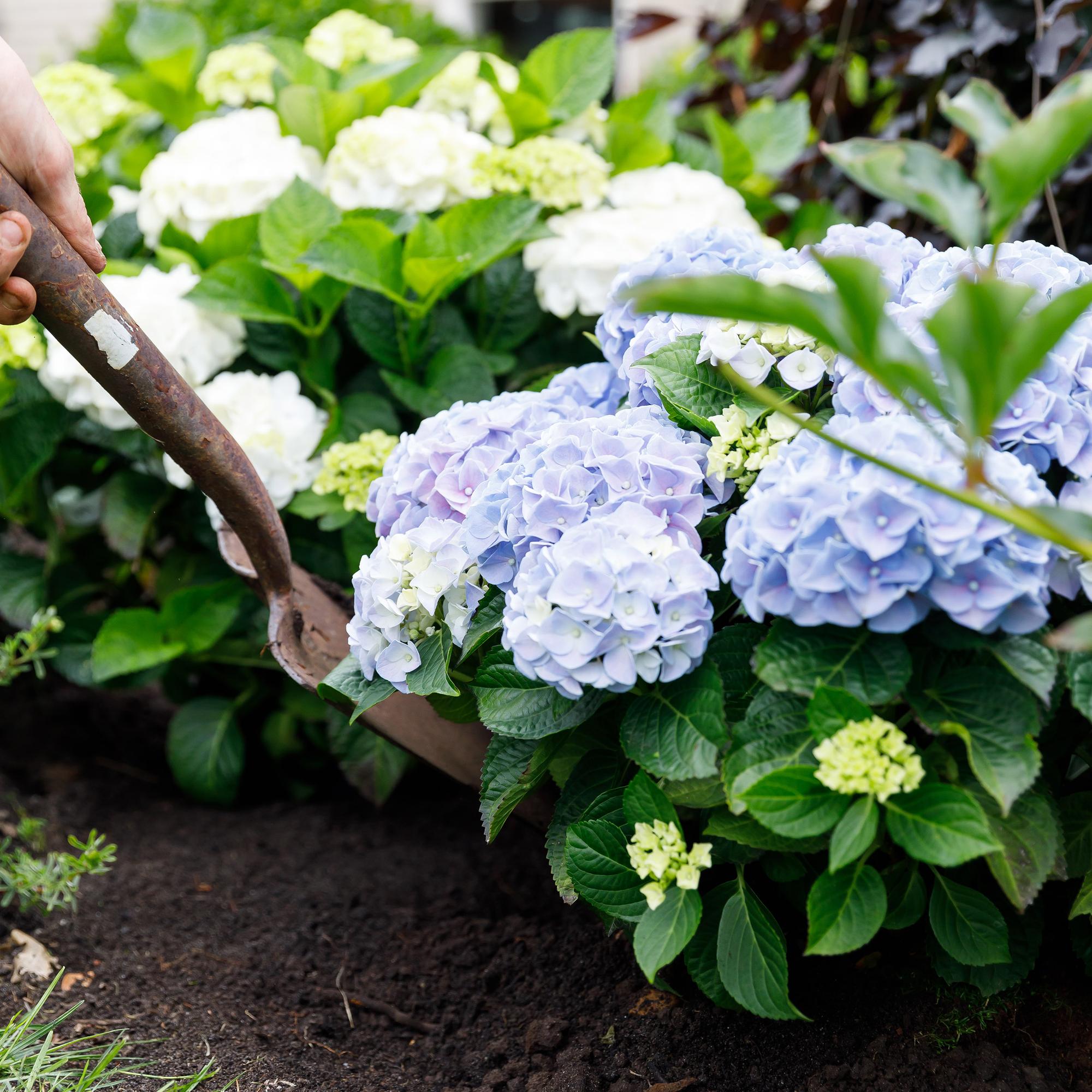 Hortensie Forever & Ever – Hydrangea macrophylla – Blau – Balkonpflanze – 7-12 Blüten – Im 23cm Topf – Ca. 55cm hoch – Für Terrasse, Balkon & Beet – Plant
