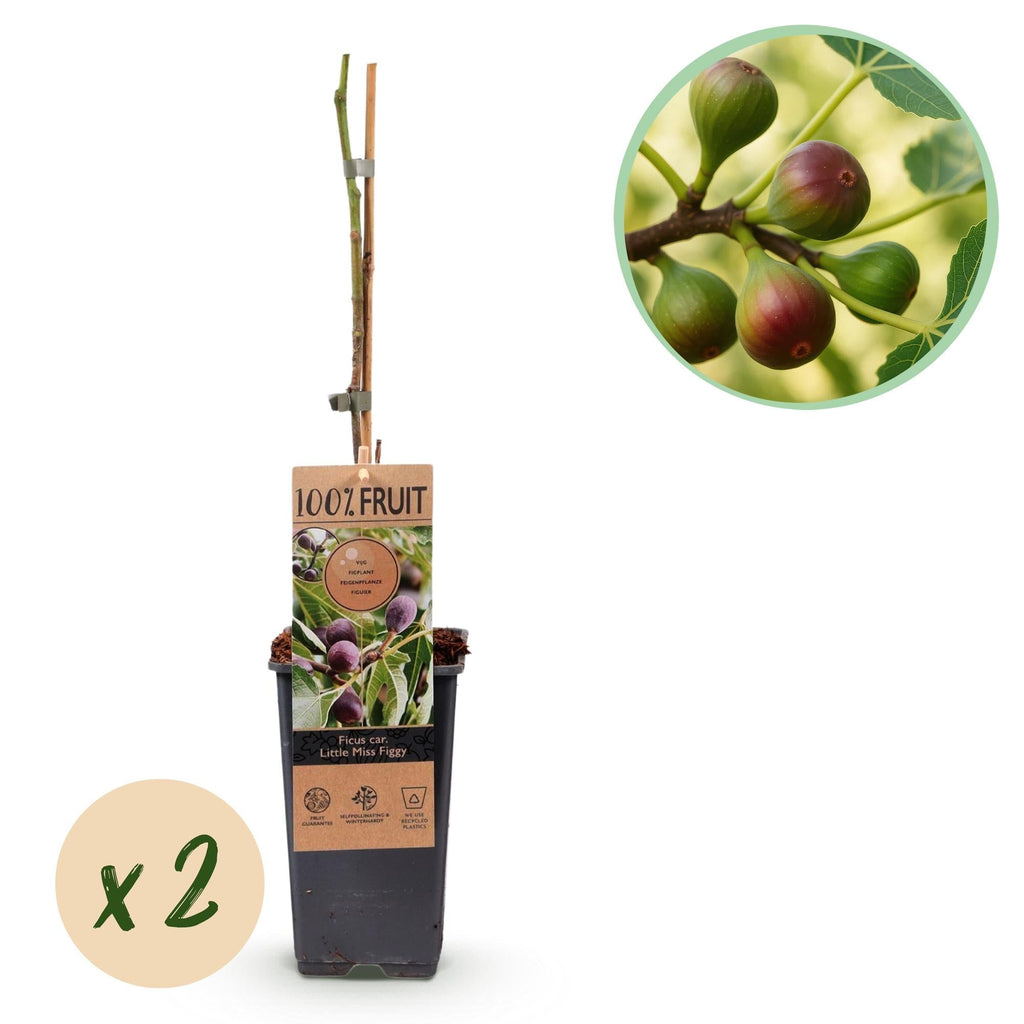 Feigenbaum – Ficus carica 'Little Miss Figgy' – 2 Pflanzen – Ø15cm – Höhe 50cm – Rote Früchte – Kompakter Obstbaum für Garten, Balkon & Terrasse – Plant