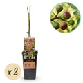 Feigenbaum – Ficus carica 'Little Miss Figgy' – 2 Pflanzen – Ø15cm – Höhe 50cm – Rote Früchte – Kompakter Obstbaum für Garten, Balkon & Terrasse – Plant