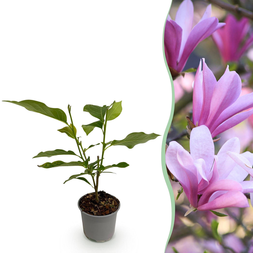 Magnolia Betty – 12cm – Höhe ca. 30cm – Rosa Blüte im Frühling – Laubabwerfender pflegeleichter Zierstrauch für Beet, Balkon & Terrasse – Plant