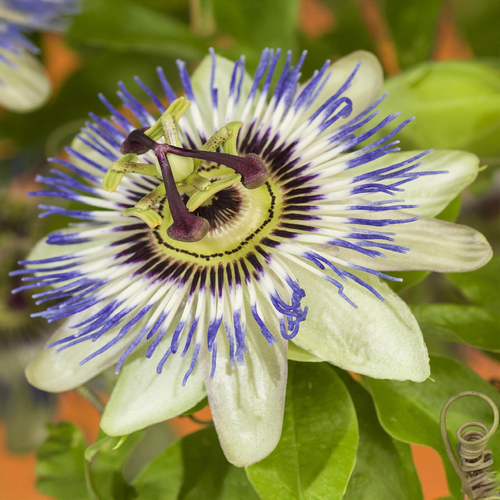 Passionsblume Passiflora caerulea – 2 Pflanzen 11cm – ca. 40cm hoch – Kletterpflanze mit blau – weißen Blüten – Pflegeleicht & winterhart – Plant