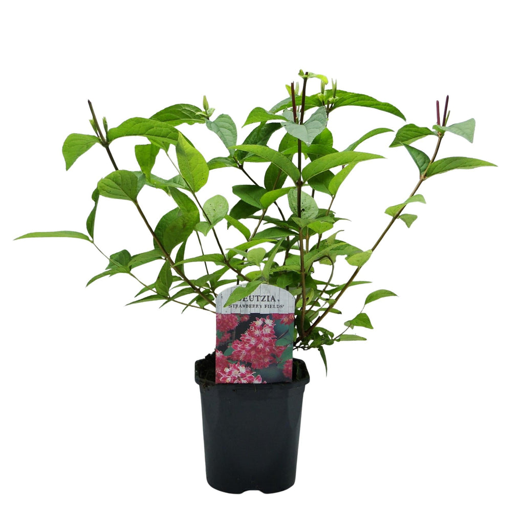 Sternchenstrauch – Deutzia hybrida Strawberry Fields – Rosa Blüten – Strauch – 17cm – Höhe 45cm – Wenig Pflege – Plant