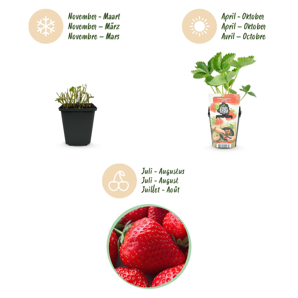 Erdbeere Fragaria Elsanta winterhart Höhe 30cm Ø9cm – Rote Erdbeere für Beet Balkon & Topf – Ertragreiche Obstpflanze mit süßem Aroma