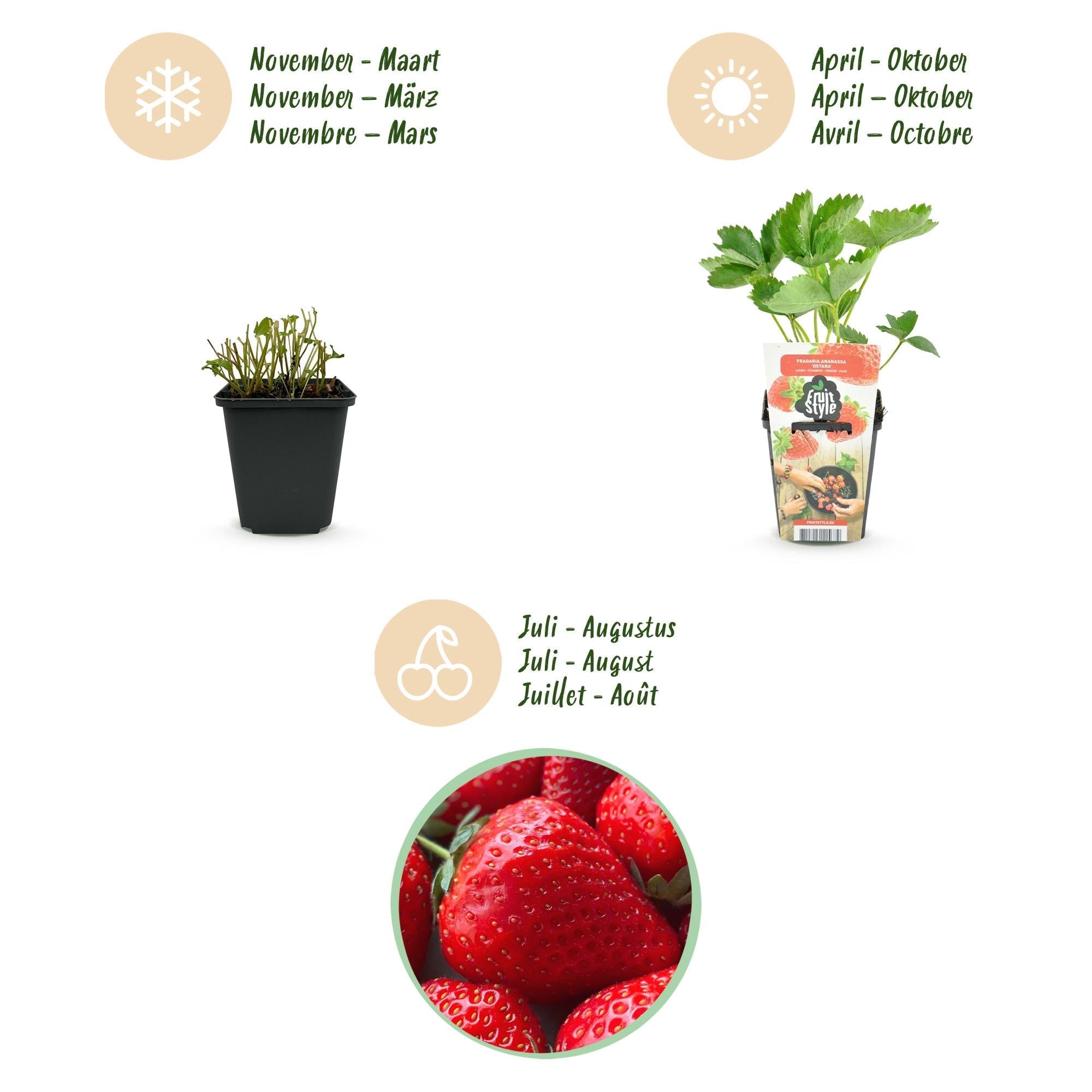 Erdbeere Fragaria Elsanta winterhart Höhe 30cm Ø9cm – Rote Erdbeere für Beet Balkon & Topf – Ertragreiche Obstpflanze mit süßem Aroma