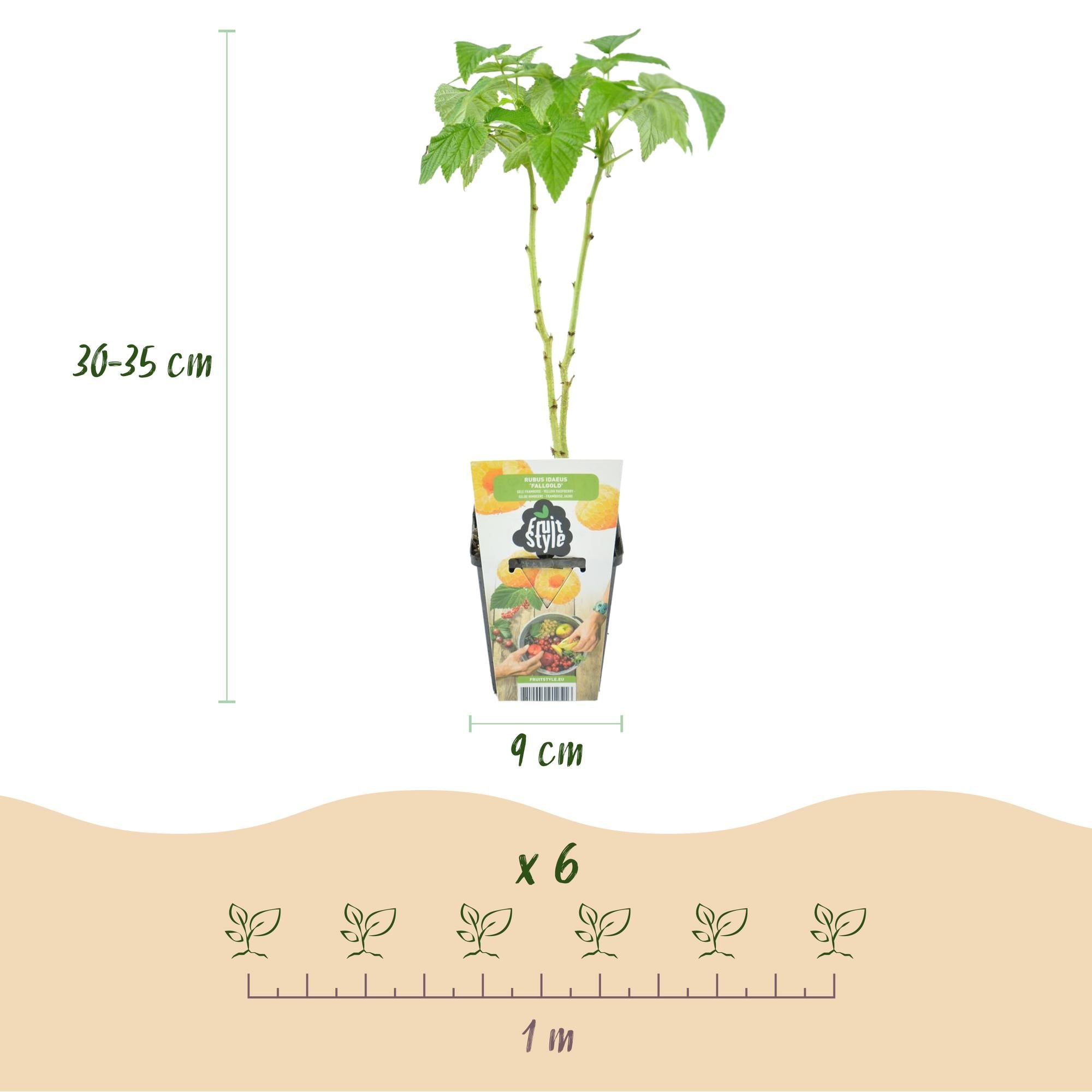 Obstpflanzen Set winterhart 6 Pflanzen Höhe 30cm Ø9cm – Rote Johannisbeere Gelbe Himbeere Schwarze Brombeere – Für Garten Beet Balkon & Terrasse