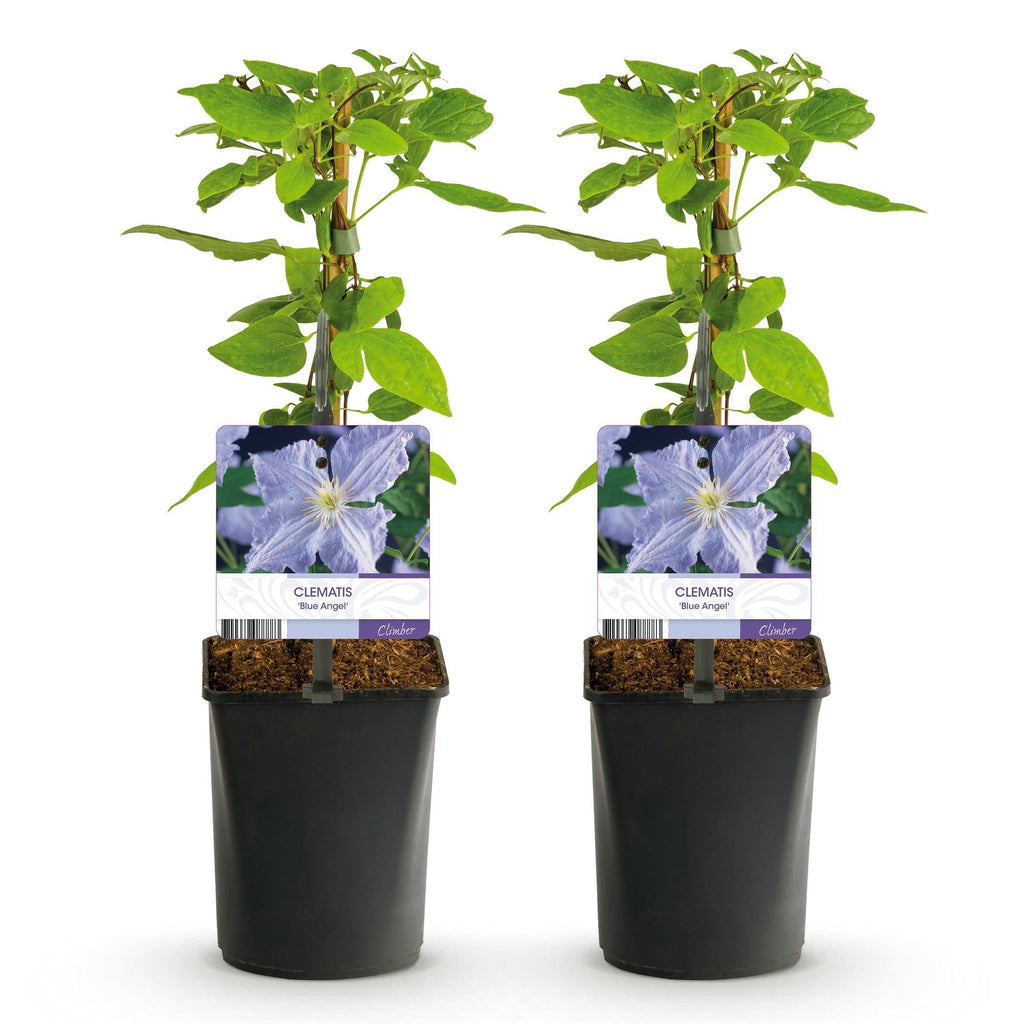 Clematis 'Blue Angel' – 2er Set – Kletterpflanze mit hellblauen Blüten – Ø11cm – Höhe ca. 40cm – Pflegeleicht – Blüht Frühling bis Sommer – Plant