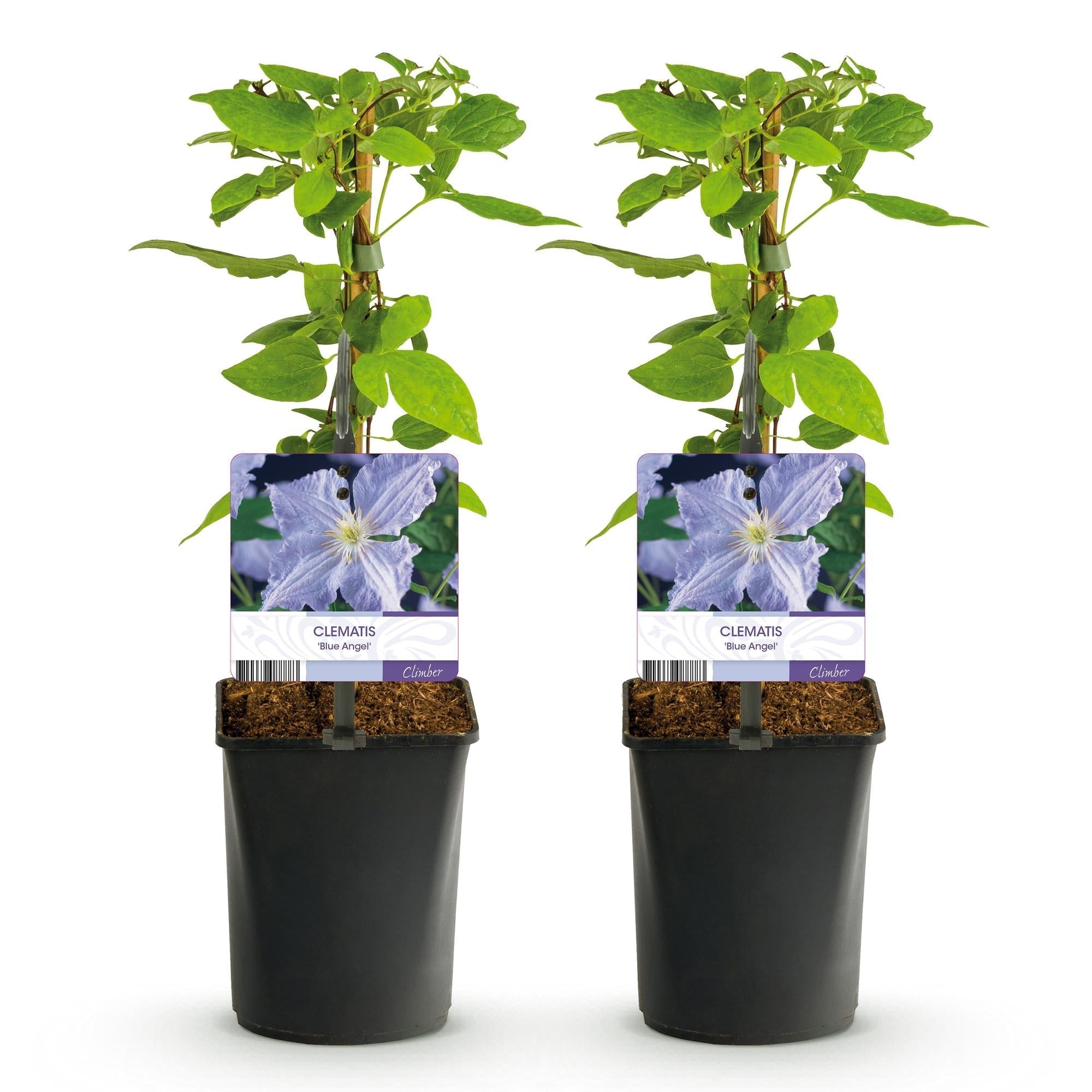 Clematis 'Blue Angel' – 2er Set – Kletterpflanze mit hellblauen Blüten – Ø11cm – Höhe ca. 40cm – Pflegeleicht – Blüht Frühling bis Sommer – Plant