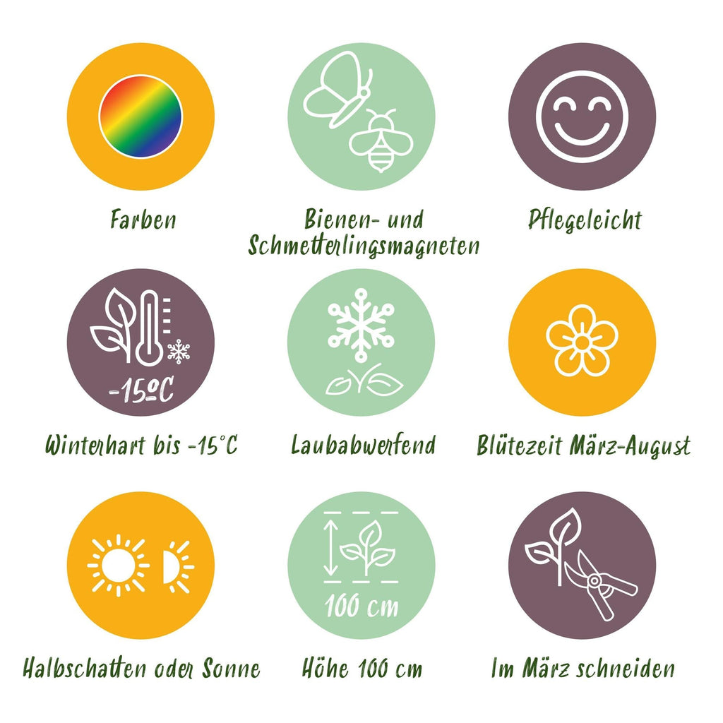 Staudenset für Bienen & Schmetterlinge – 6 mehrjährige Gartenstauden für 1m² – Ø11cm – Echinacea, Rittersporn, Stockrose & Prachtkerze – Plant