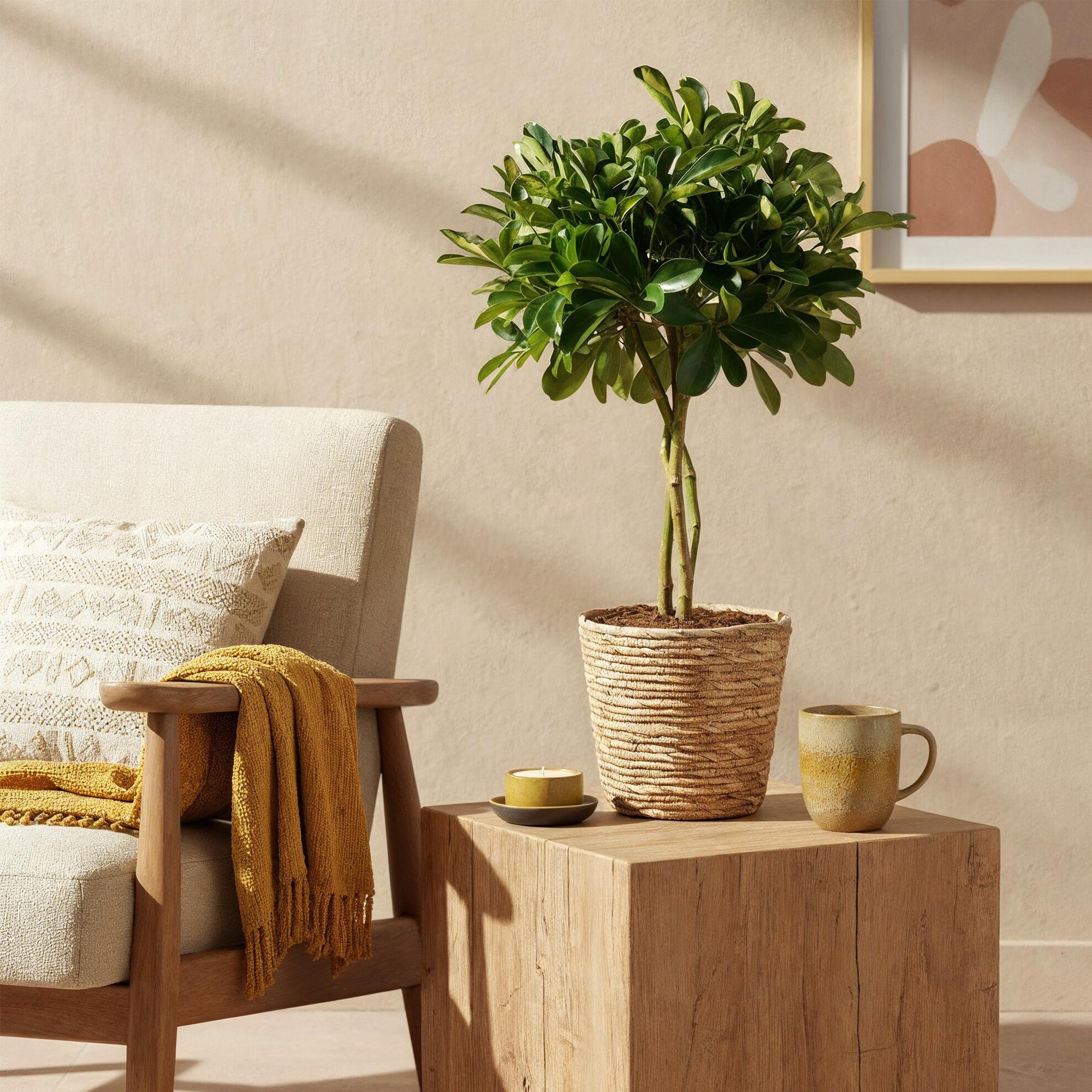 Schefflera Gold Capella – 70-81cm – 21cm – Pflegeleichter Fingerbaum in Grün – Gold – Große luftreinigende Zimmerpflanze für Wohn – & Arbeitsräume – Plant