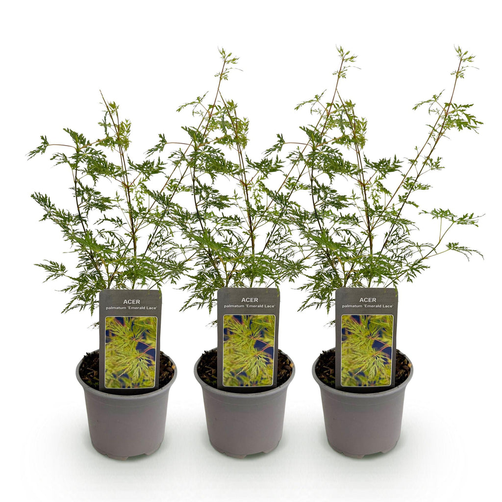 Acer palmatum Emerald Lace – 3 Pflanzen – 12cm – Höhe ca. 35cm – Filigraner Japanischer Ahorn mit grünem Spitzenlaub & lilafarbener Herbstfärbung