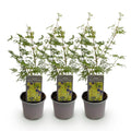 Acer palmatum Emerald Lace – 3 Pflanzen – 12cm – Höhe ca. 35cm – Filigraner Japanischer Ahorn mit grünem Spitzenlaub & lilafarbener Herbstfärbung