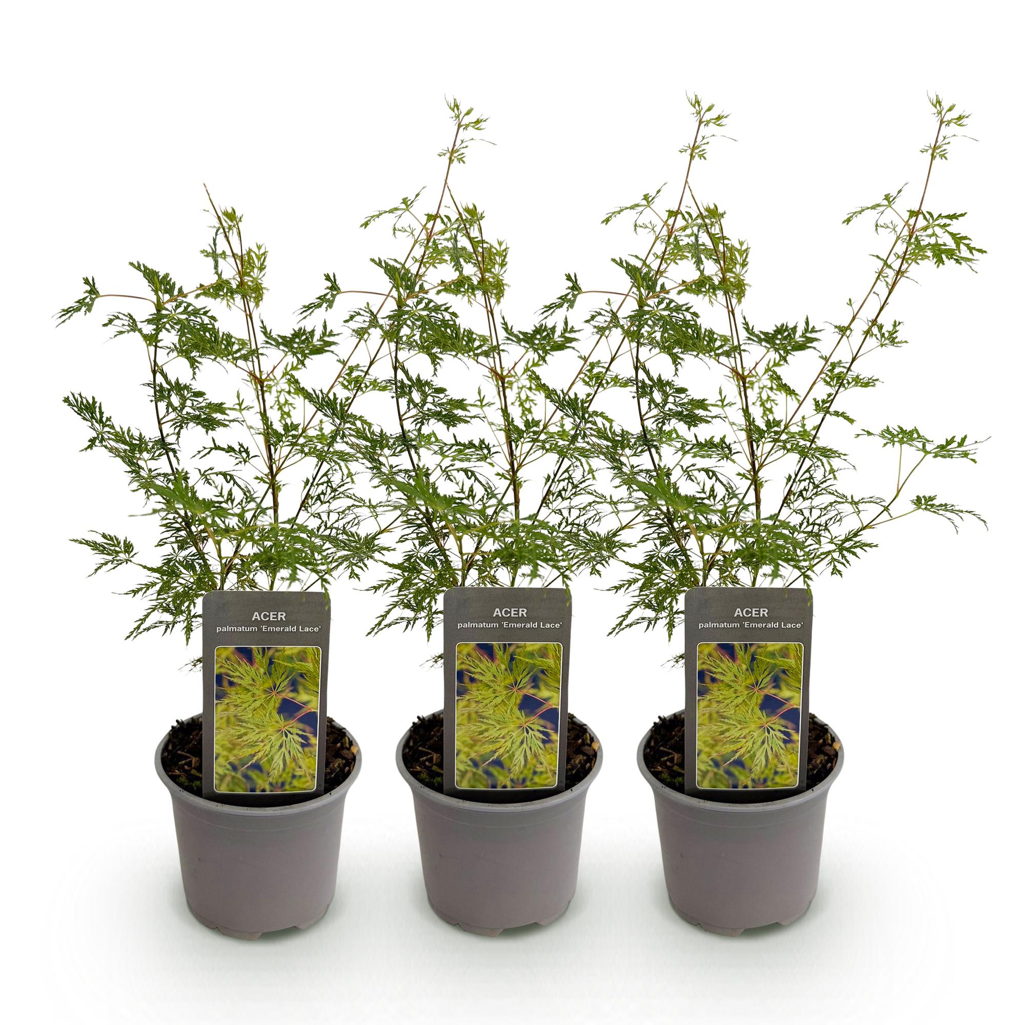 Acer palmatum Emerald Lace – 3 Pflanzen – 12cm – Höhe ca. 35cm – Filigraner Japanischer Ahorn mit grünem Spitzenlaub & lilafarbener Herbstfärbung
