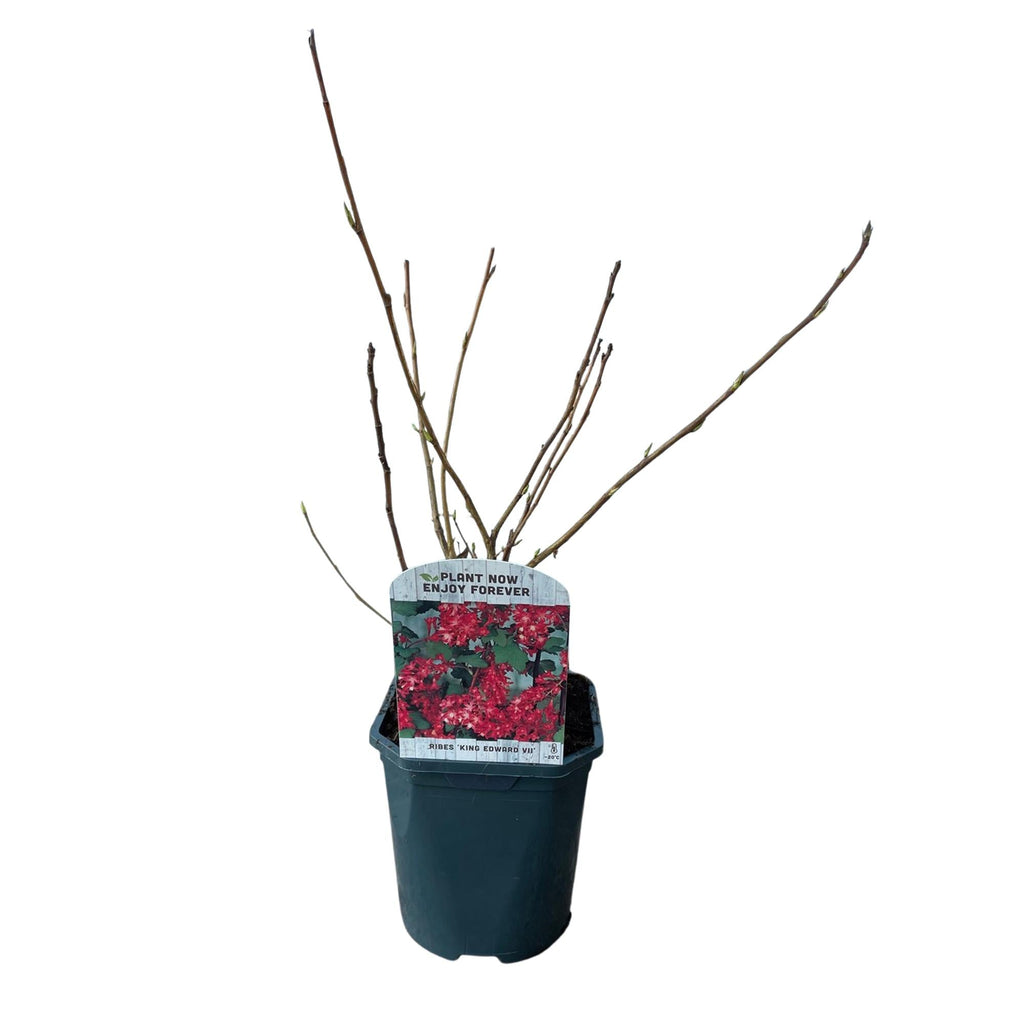 Blutjohannisbeere Ribes sanguineum 'Kind Edward' – Rosa Blüte – Bienenfreundlich – Frühjahrsblüher – Pflegeleicht – Ø17cm – Höhe ca. 45cm – Plant