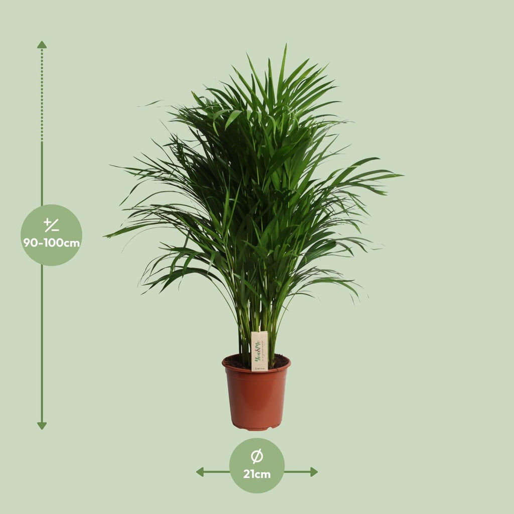 Dypsis Lutescens – Areca Palme – Höhe ca. 100cm – Ø21cm – Elegante Zimmerpalme mit gefiederten Blättern – Luftreinigende & pflegeleichte Grünpflanze für Wohnzimmer, Büro & Wintergarten – Plant