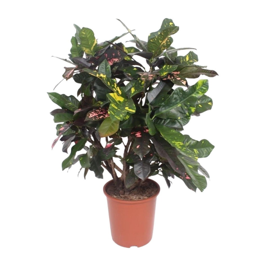 Croton Magnificent – Codiaeum Magnificent – Zimmerpflanze – Ø27cm – ↕110cm – Tropisch Bunt – Luftreinigend & Pflegeleicht – Plant