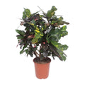Croton Magnificent – Codiaeum Magnificent – Zimmerpflanze – Ø27cm – ↕110cm – Tropisch Bunt – Luftreinigend & Pflegeleicht – Plant