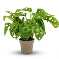 Monstera Adansonii Monkey Mask Ø12cm Höhe25-35cm – Tropische Zimmerpflanze mit gelochten Blättern – Pflegeleichte Kletter – Plant