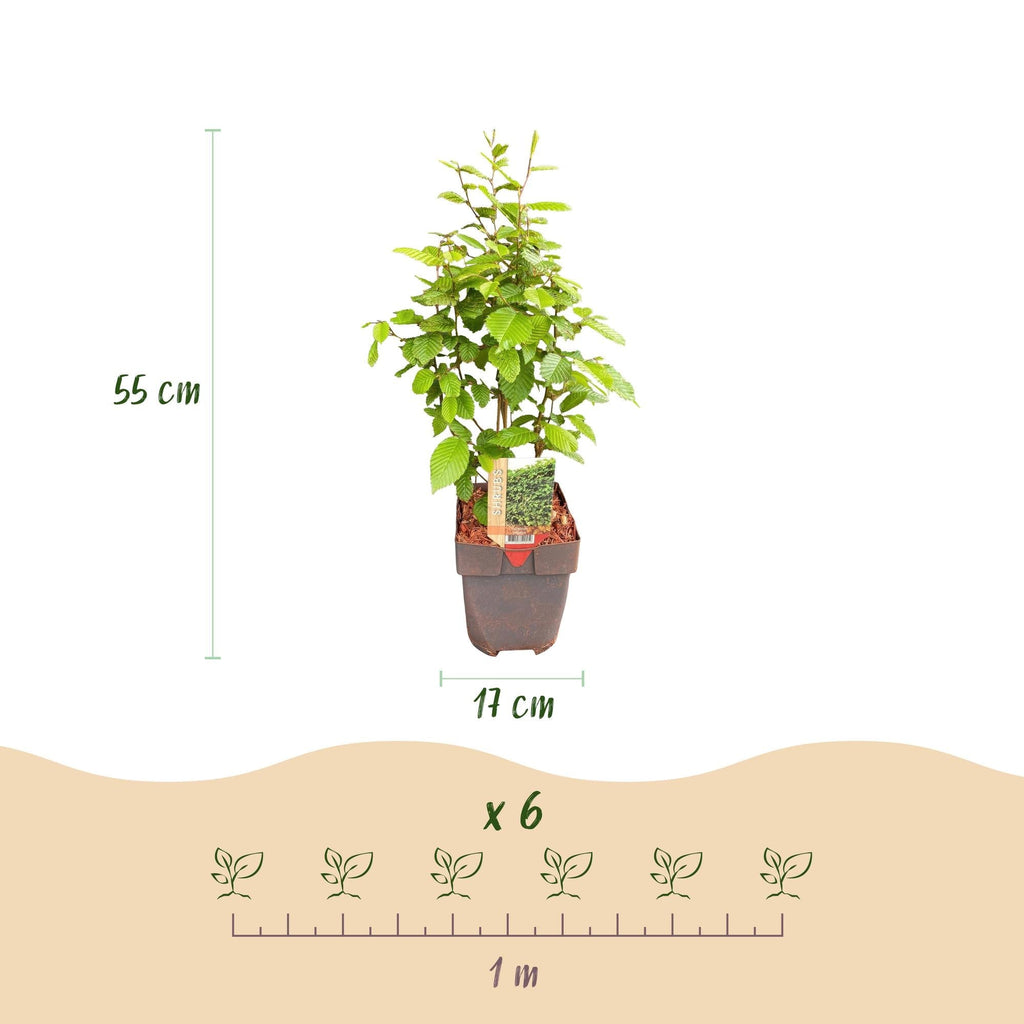 Gemeine Hainbuche Carpinus betulus – Heckenpflanze – 6 Pflanzen – 1 laufender Meter – 17cm – Höhe 55cm – Dichtes Laub – Privatsphäre – Plant