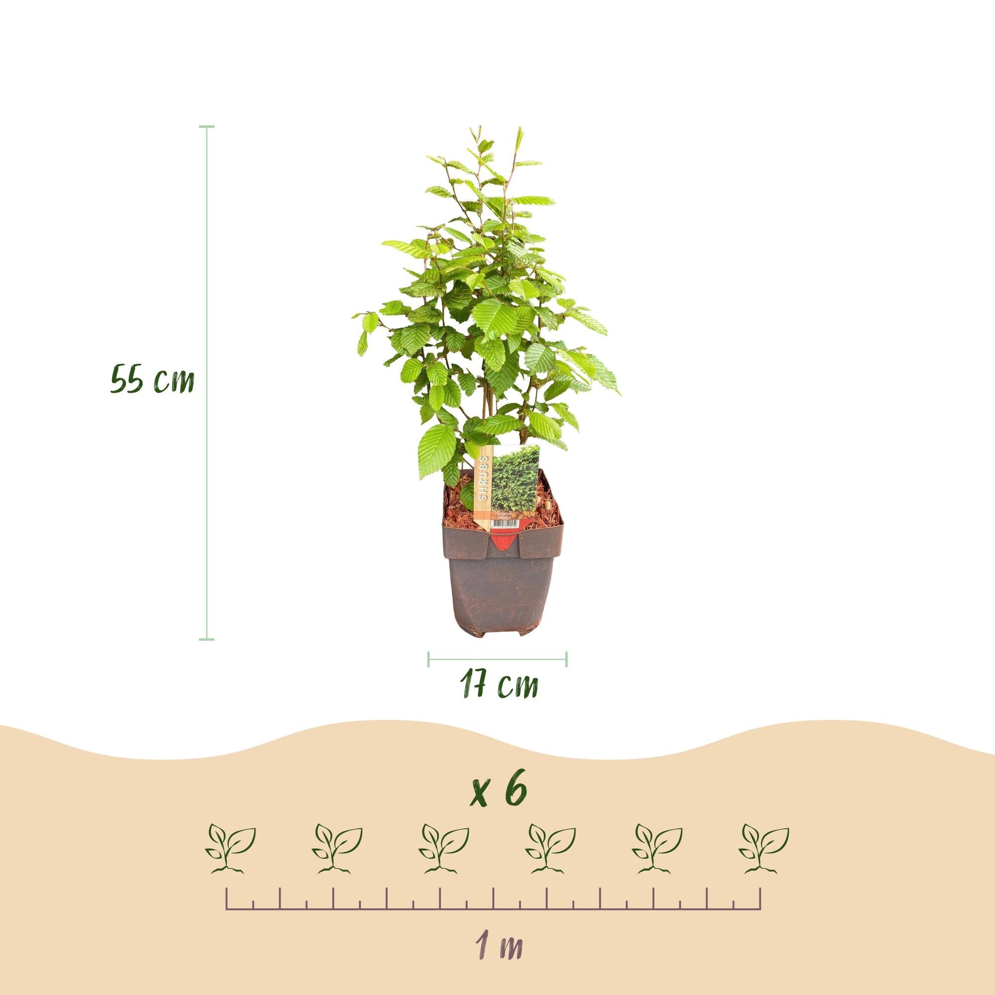Gemeine Hainbuche Carpinus betulus – Heckenpflanze – 6 Pflanzen – 1 laufender Meter – 17cm – Höhe 55cm – Dichtes Laub – Privatsphäre – Plant