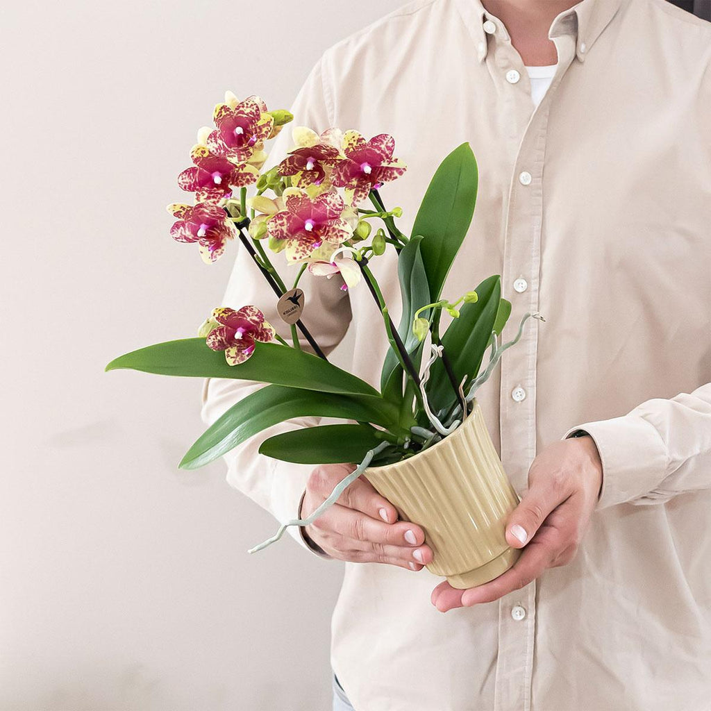 Orange – Gelbe Phalaenopsis Orchidee – Grosseto – Ø9cm – Exotische Blühende Zimmerpflanze mit 2-3 kräftigen Trieben – Plant