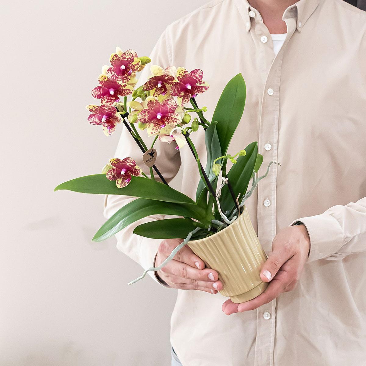 Orange – Gelbe Phalaenopsis Orchidee – Grosseto – Ø9cm – Exotische Blühende Zimmerpflanze mit 2-3 kräftigen Trieben – Plant