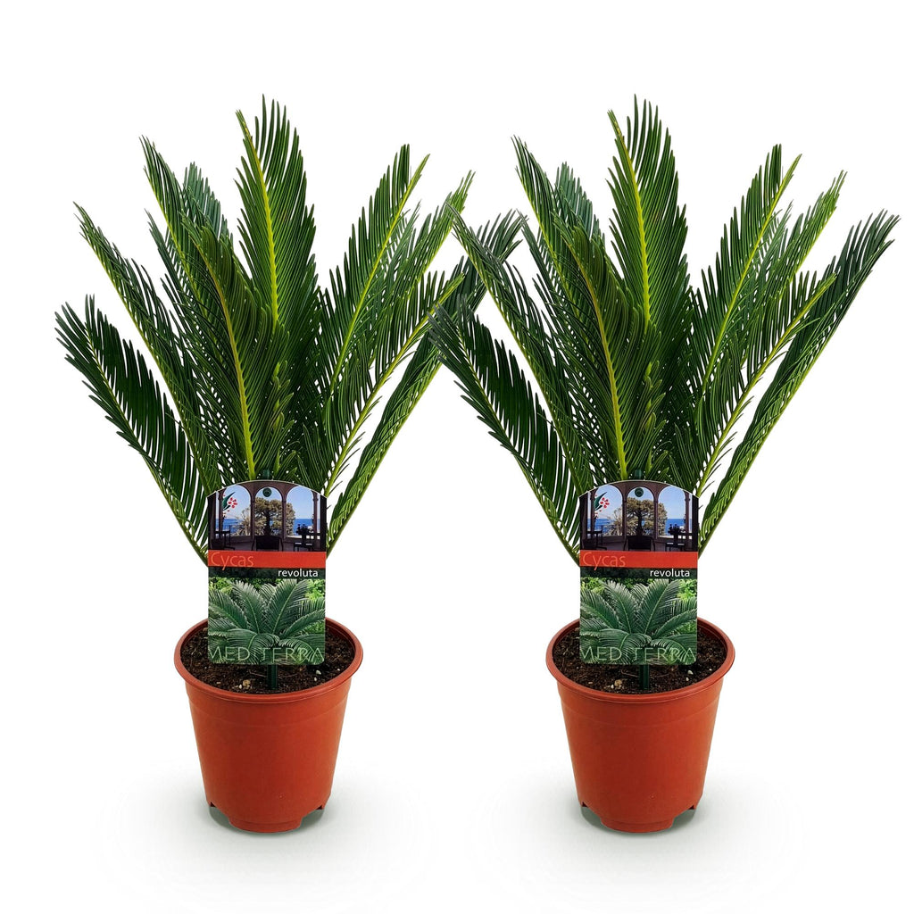Cycas revoluta – Palmenfarn – 2 Pflanzen – 45cm – 14cm – Pflegeleichte Zimmerpflanze mit fiederartigen Blättern