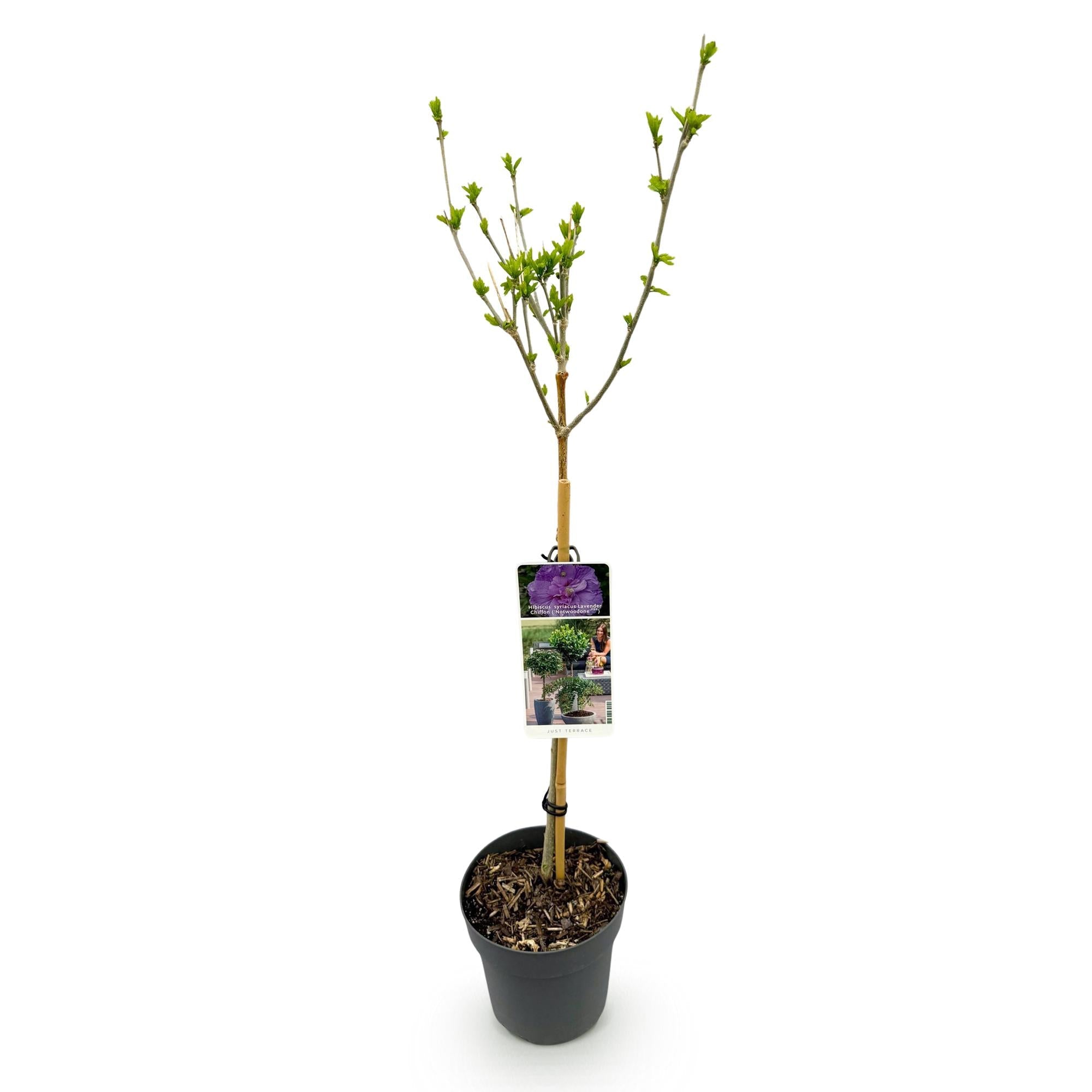 Hibiscus syriacus Lavender Chiffon – Stamm – Pflanze Ø19cm – ca. 90cm hoch – Winterharte Terrassen – & Balkonpflanze – Lila gefüllte Blüten – Plant