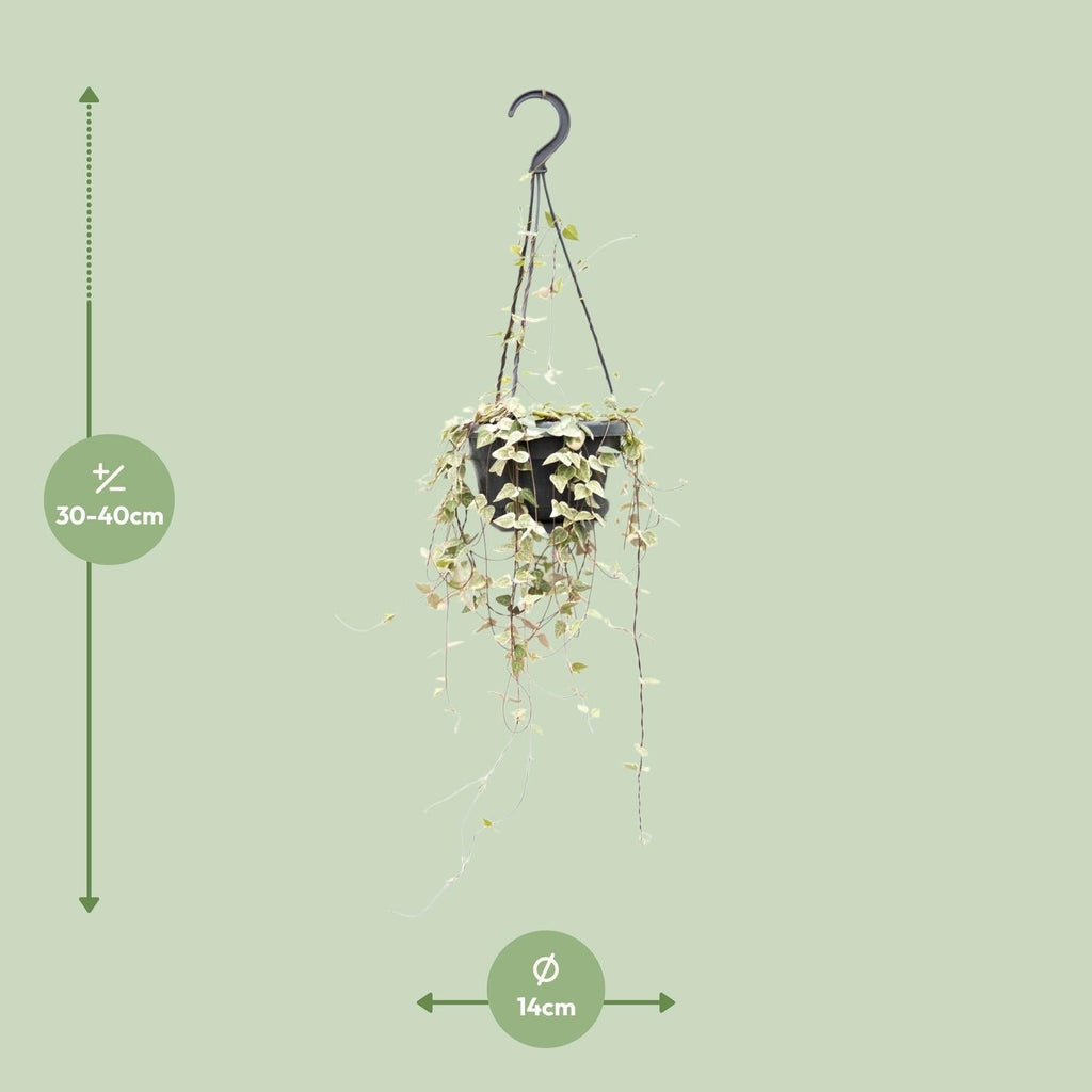Leuchterblume Ceropegia woodii ssp. woodii – String of Hearts – Hängende Zimmerpflanze – Ø14cm ↕50cm – Pflegeleicht & dekorativ – Plant