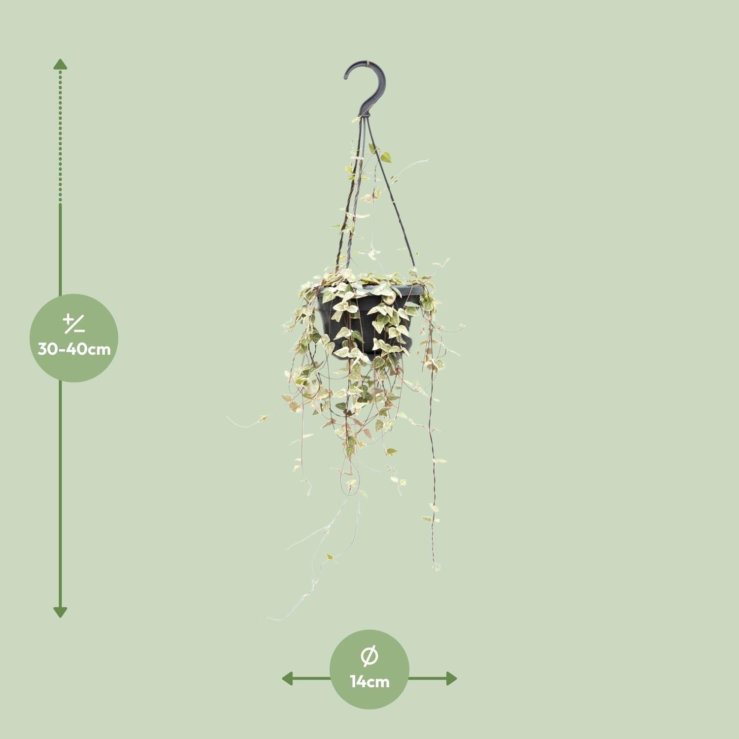 Leuchterblume Ceropegia woodii ssp. woodii – String of Hearts – Hängende Zimmerpflanze – Ø14cm ↕50cm – Pflegeleicht & dekorativ – Plant