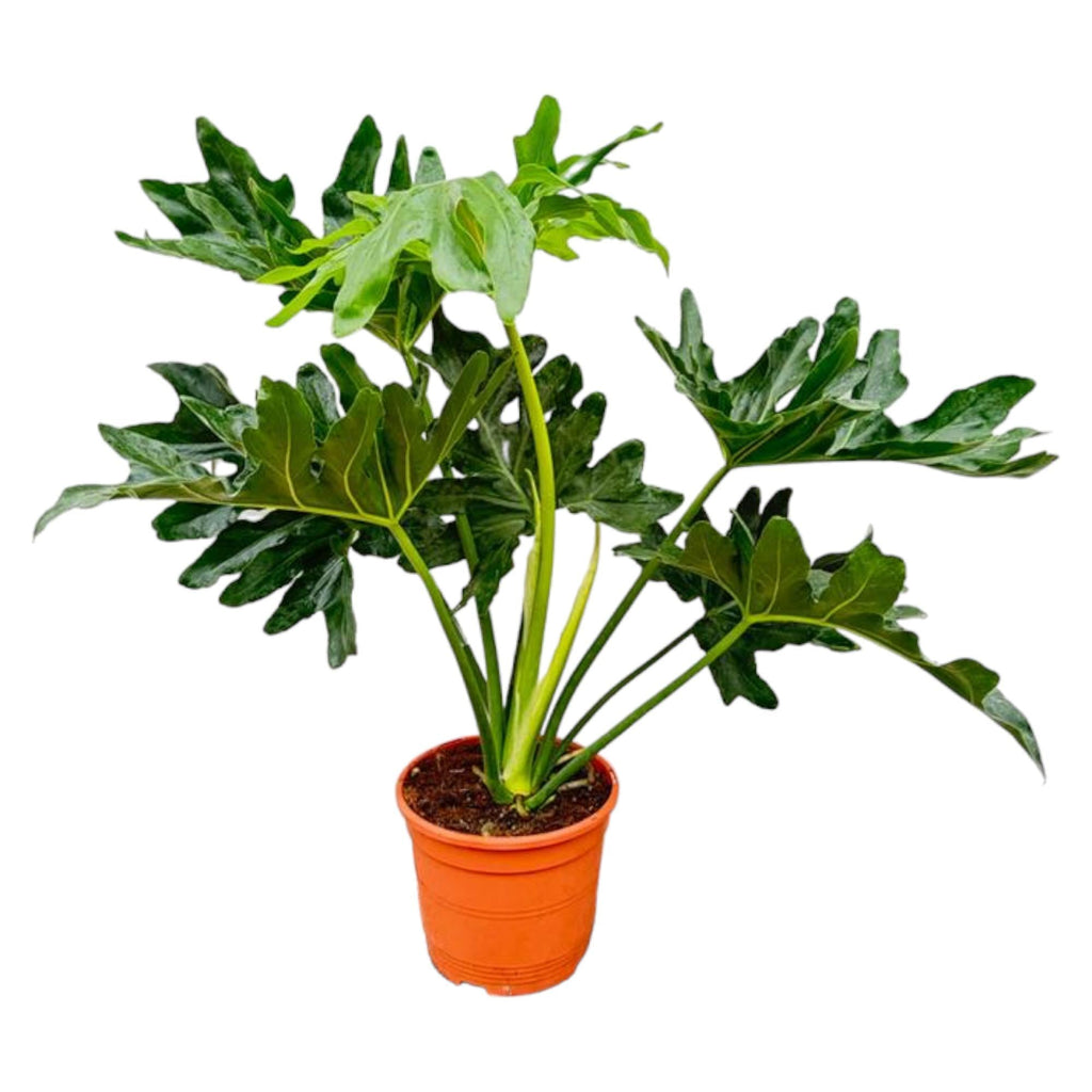 Baumfreund Philodendron Selloum – 60cm – Ø22cm – Tropische Zimmerpflanze mit großen, tief eingeschnittenen Blättern – Pflegeleicht & luftreinigend