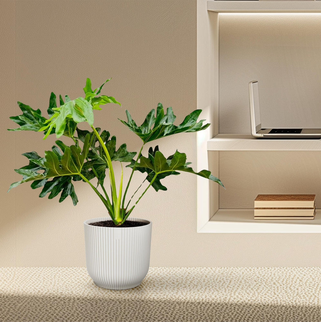 Baumfreund Philodendron Selloum – 60cm – Ø22cm – Tropische Zimmerpflanze mit großen, tief eingeschnittenen Blättern – Pflegeleicht & luftreinigend