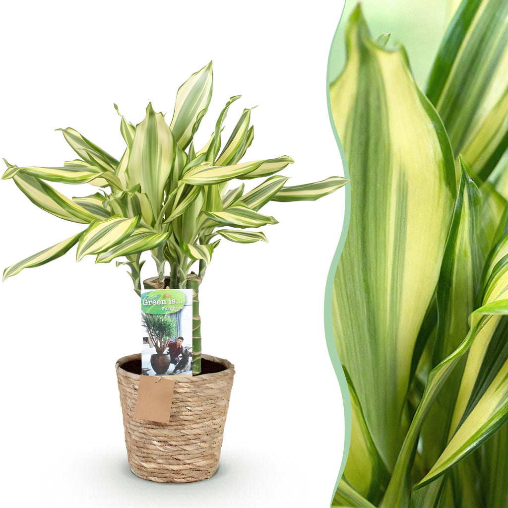 Dracaena fragrans Diamond Dream – 50-55cm – 17cm inkl. Naturkorb – Pflegeleichter Drachenbaum – Plant