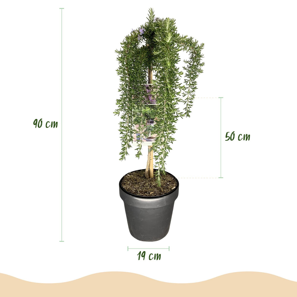 Rosmarin Rosmarinus officinalis Prostratus – 19cm Höhe ca.90cm – Immergrün & winterhart – Lila Blüte – Duftender Kräuterrosmarin – Plant