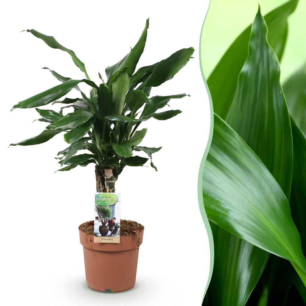 Dracaena fragrans Steudneri – 50-55cm – 17cm – Pflegeleichter Drachenbaum – Grüne Zimmerpflanze für Wohnzimmer, Büro & Schlafzimmer – Plant