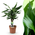 Dracaena fragrans Steudneri – 50-55cm – 17cm – Pflegeleichter Drachenbaum – Grüne Zimmerpflanze für Wohnzimmer, Büro & Schlafzimmer – Plant
