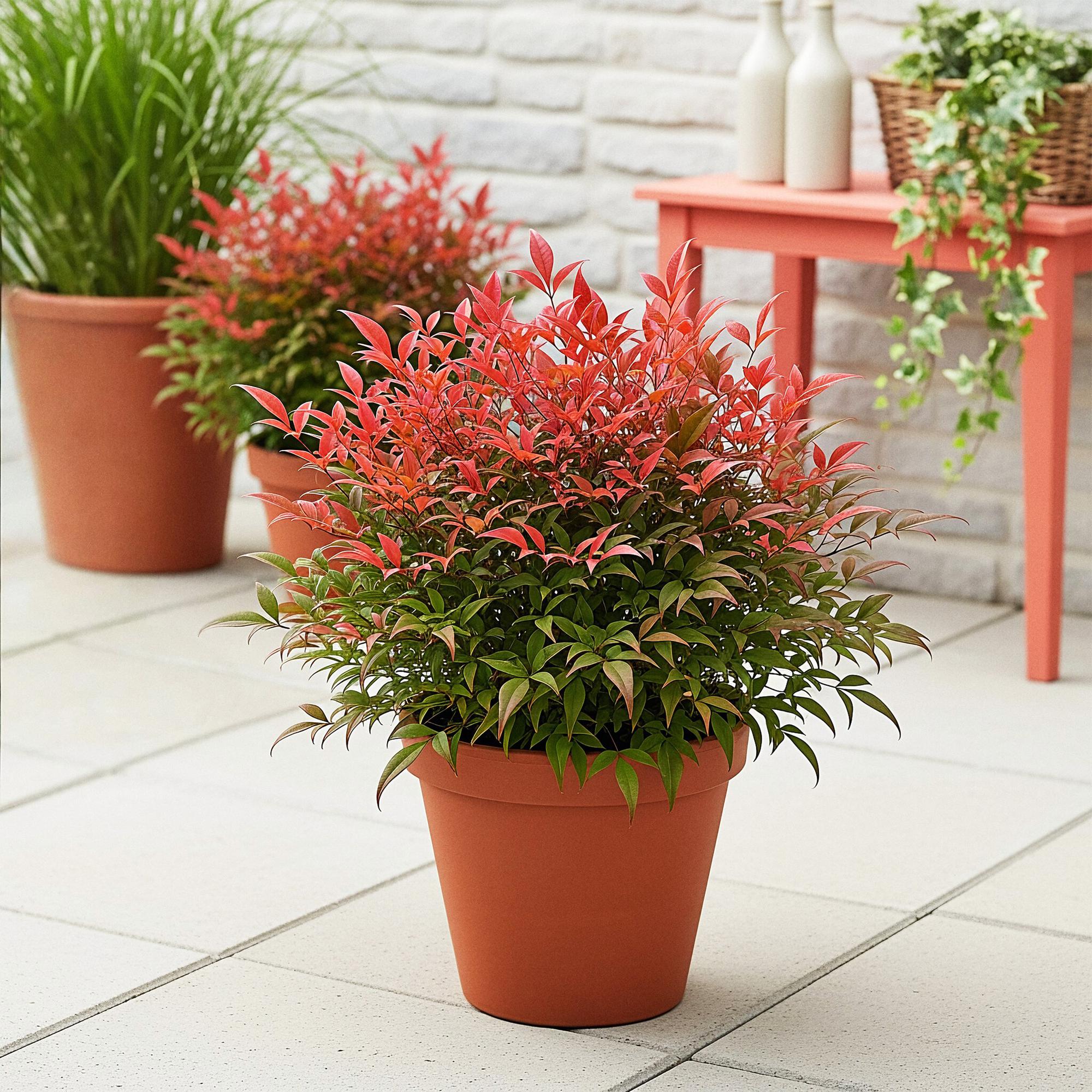 Heiliger Bambus Nandina Obsessed – 17cm Höhe ca.45cm – Immergrün & farbintensiv – Rotes Laub für Beet Balkon Terrasse – Pflegeleichter Zierstrauch – Plant