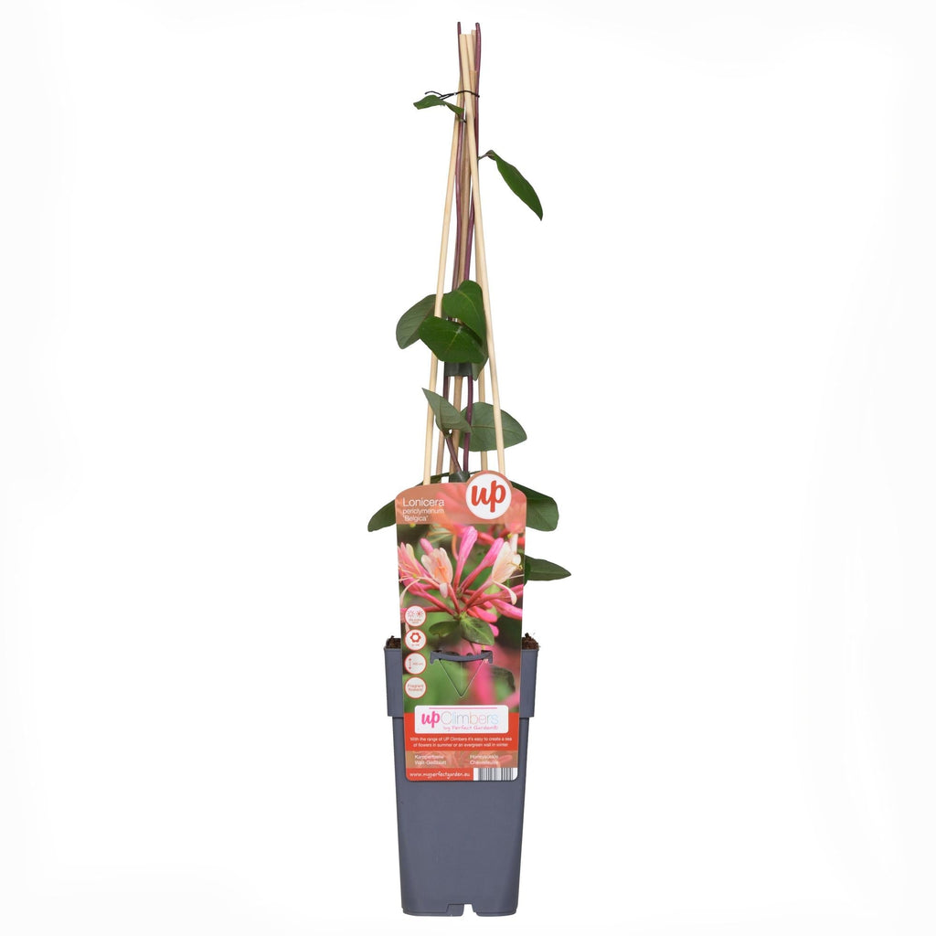 Waldgeißblatt – Lonicera periclymenum ‘Belgica’ – Ø15cm x ↕65cm – Stark duftende Kletterpflanze mit rot – weißen Blüten – Pflegeleicht & winterhart – Plant
