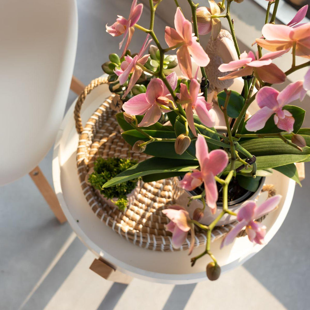 Phalaenopsis Orchidee – Treviso Altrosa – Ø9cm – Blühende Zimmerpflanze – Elegante Deko-Orchidee – Frisch vom Züchter – Plant